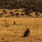 Serengeti NP